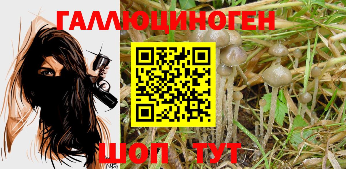 Липецк  Псилоцибиновые грибы мицелий  Вход с VPN  Псилоцибиновые грибы Cubensis 